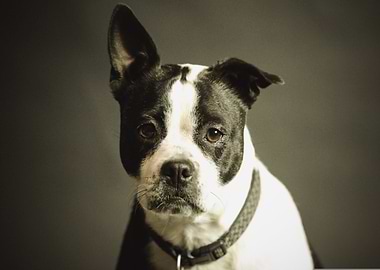 Black and White Dog Portrait