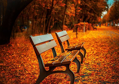 Autumn park benches covered in leaves