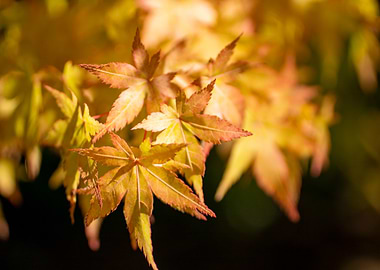 Golden Maple Leaves Close-Up