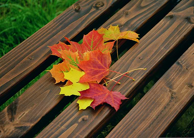 Autumn Leaves on Wooden Bench