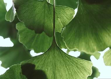 Ginkgo Leaves Close-Up