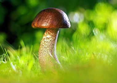 Mushroom in Green Grass