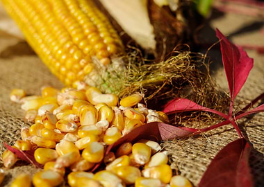 Corn and Kernels on Burlap