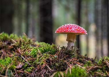 Amanita Mushroom in Forest Setting