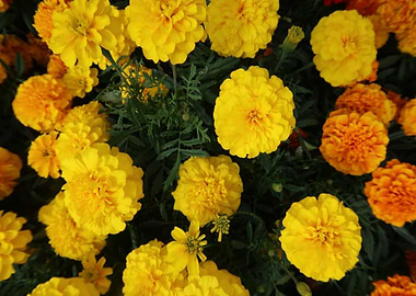 Marigold Flowers in Bloom