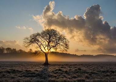 Sunrise Through Bare Tree in Field