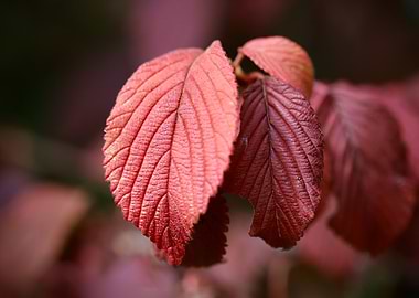Red Autumn Leaves Close-Up