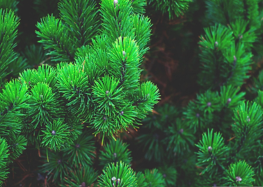 Close-up of Green Pine Tree Branches