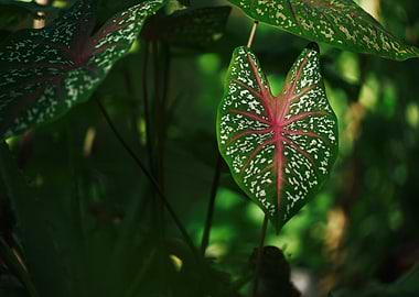 Caladium Leaf Close-Up