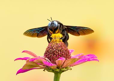 Carpenter Bee on Zinnia Flower