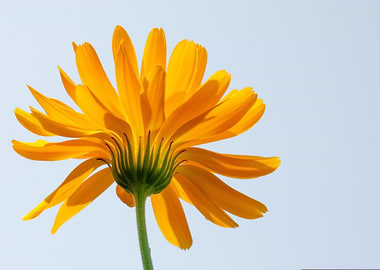 Calendula Flower Close-Up