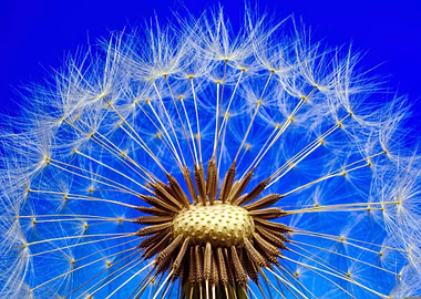 Dandelion Seed Head on Blue Background