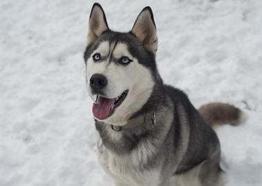 Husky in Snow