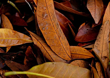Autumn Leaves Close-Up