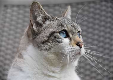 Close-up of a Blue-Eyed Cat