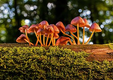 Mushrooms on Mossy Log