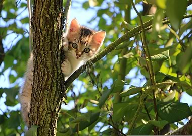 Cute Kitten Climbing a Tree