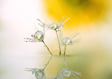 Dandelion seeds with water droplets