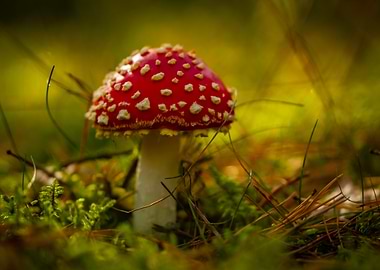 Red and White Mushroom in Forest