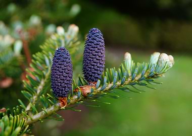 Fir branch with purple cones