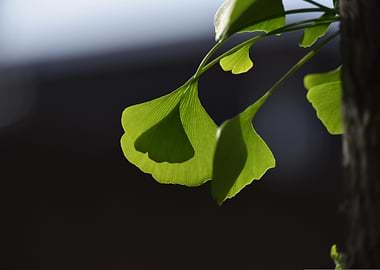 Ginkgo Leaves in Sunlight