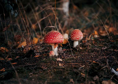 Red and White Spotted Mushrooms