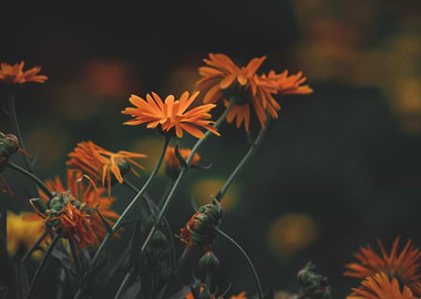 Orange Calendula Flowers in Dark Setting