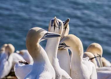 Northern Gannets Gathering by the Sea
