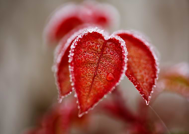 Frosty Red Leaves Close-Up