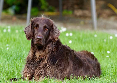 Brown Flat-Coated Retriever on Green Grass