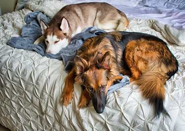 Husky and German Shepherd on Bed