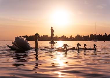 Swan family at sunset with paddleboarder