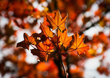 Autumn Maple Leaves