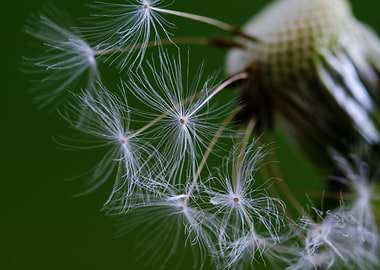 Dandelion Seeds Macro on Green Background