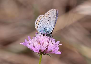 Butterfly on a pink flower