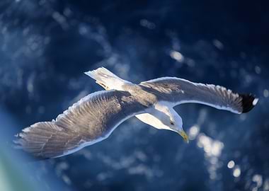 Seagull in Flight over Blue Water