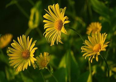 Yellow Daisies in Natural Light