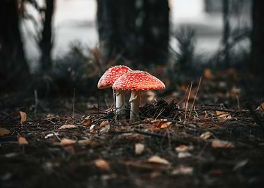 Two Red Mushrooms in Forest Setting