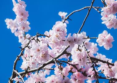 Cherry Blossoms Against a Blue Sky