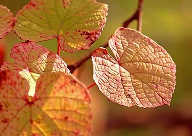 Autumn Leaves Close-Up