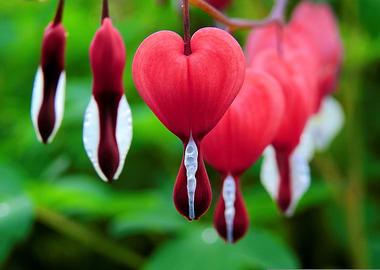Bleeding Heart Flowers Close-Up