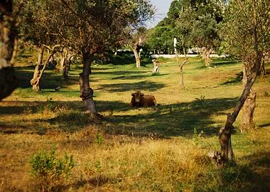 Cow resting in a grassy field