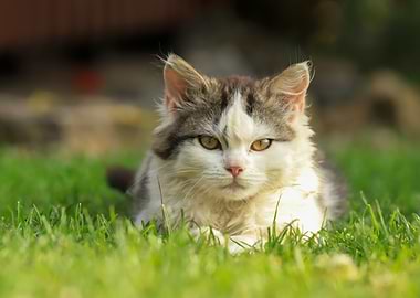 Cat resting in the grass