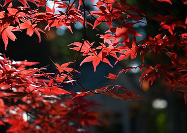 Red Maple Leaves in Sunlight