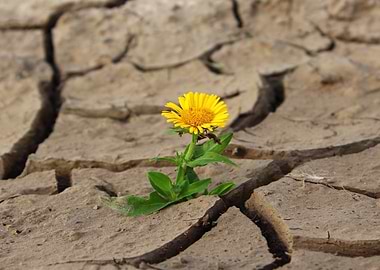 Yellow flower growing in cracked earth