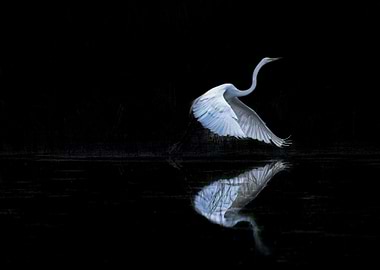White Egret in Flight Reflection
