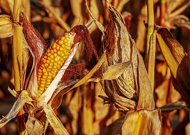 Ripe Corn on the Cob