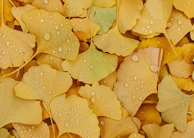 Ginkgo Leaves with Water Droplets
