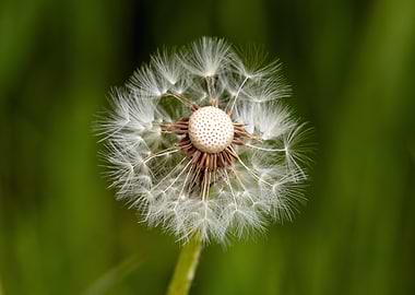 Dandelion Seed Head Close-Up