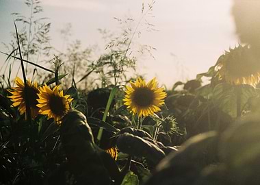 Sunflowers in a field at sunset